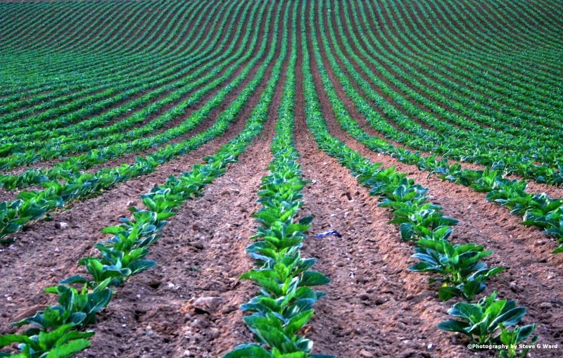 IMG_8742a - K I N G S G A T E  -  B A Y