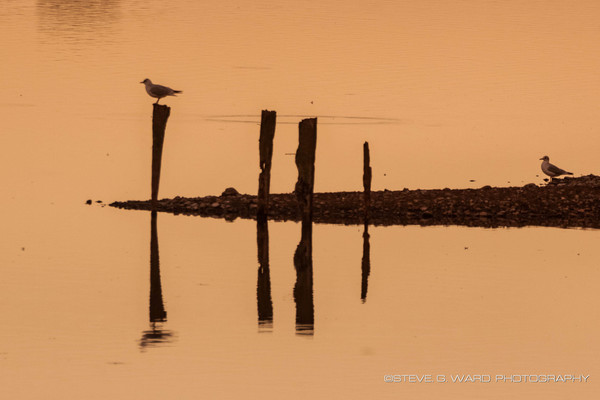 R E S T I N G - M A L D O N