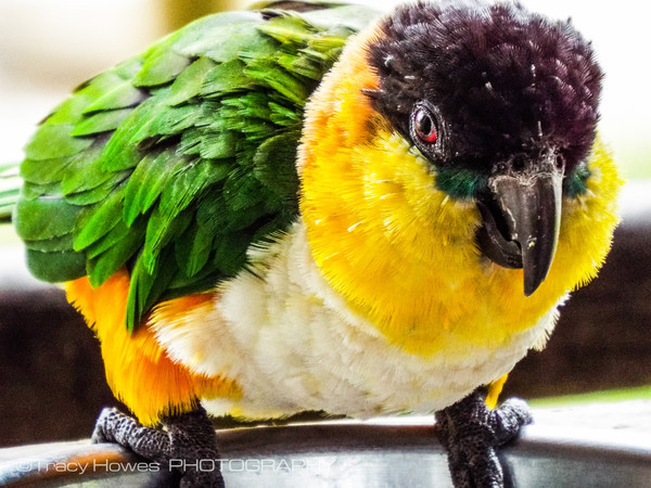  - Wingham Wildlife Park