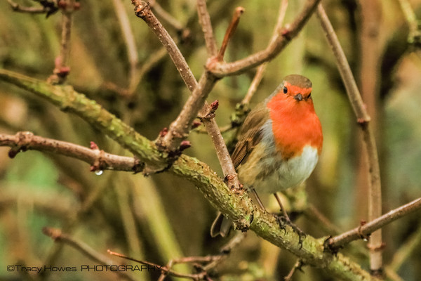  - Wingham Wildlife Park