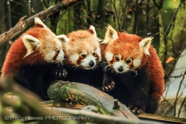  - Wingham Wildlife Park