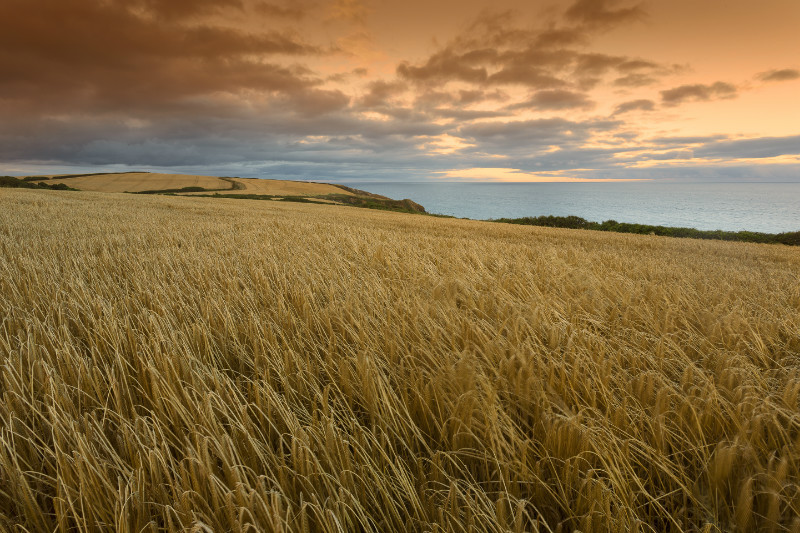 Cornish Glow - The Roseland Cornwall