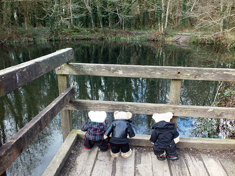 No Fish - Quading Bears