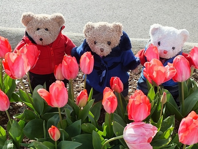 Tulips Tips - Idyllic Life