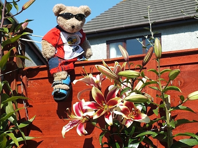Health & Safety - Idyllic Life