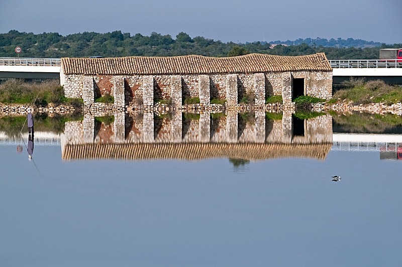 Old Tide Mill - Flora & Fauna