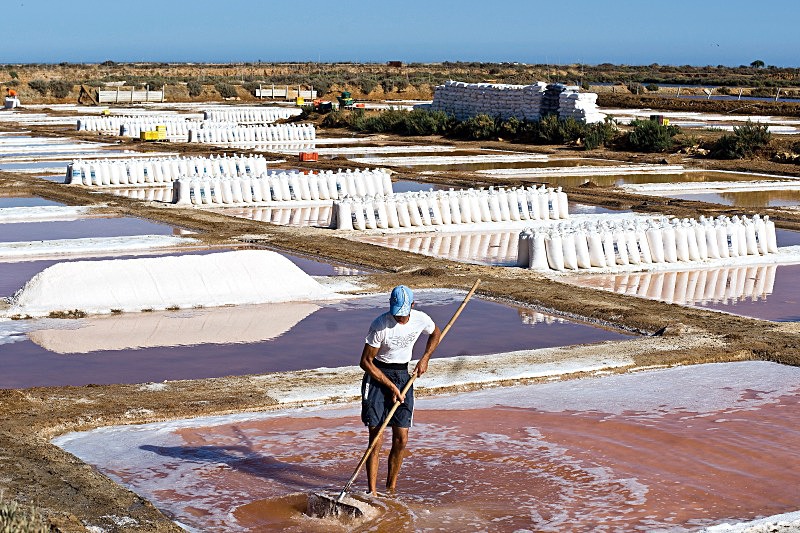 Harvesting Salt - Flora & Fauna