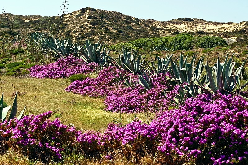 West Coast Dunes - Flora & Fauna