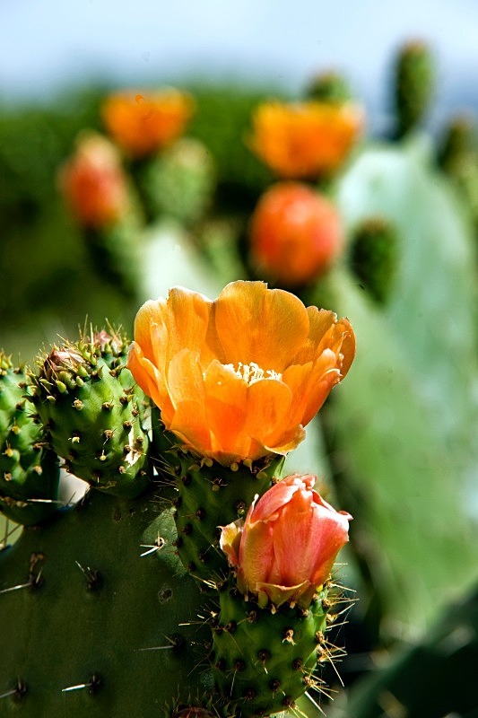 Prickly Pear Cactus - Flora & Fauna