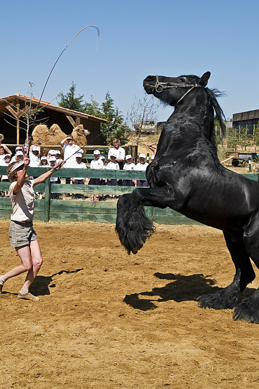 Prancing Horse - Miscellany