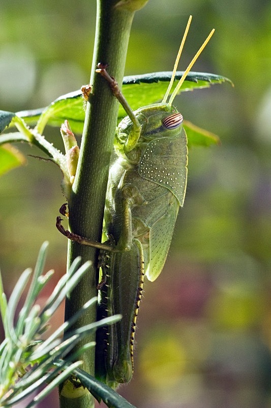Egyptian Grasshopper - Flora & Fauna