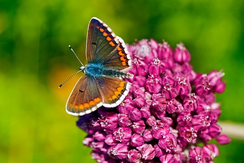 Southern Brown Argus Butterfly - Flora & Fauna
