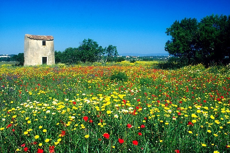Carpet of Wild Flowers - Flora & Fauna
