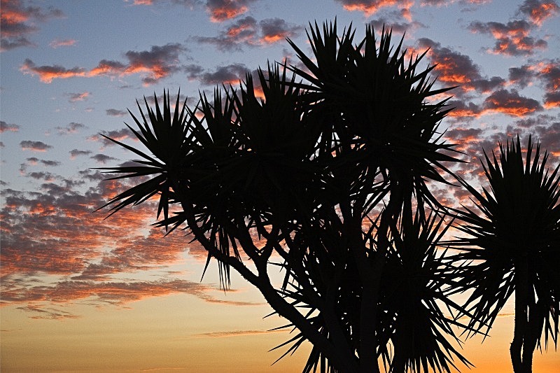 Yuccas in silhouette - Dawn and Dusk