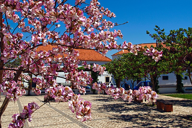 Algoz- Magnolia blossom - Flora & Fauna