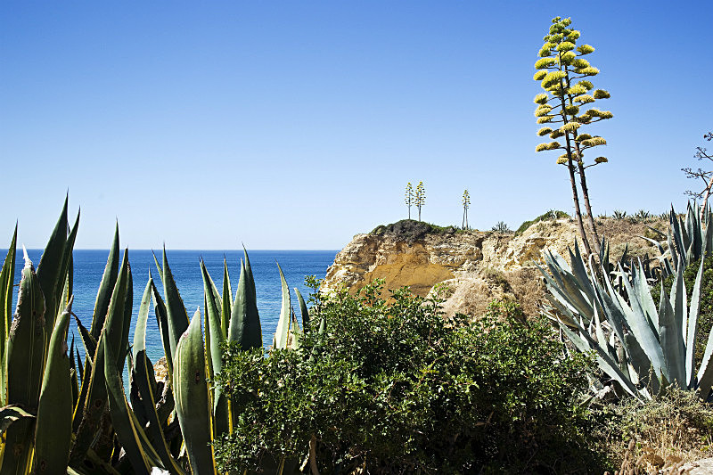 Century Plants - Beaches