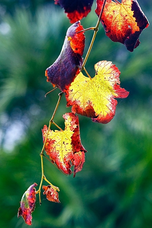 Autumn Leaves - Flora & Fauna