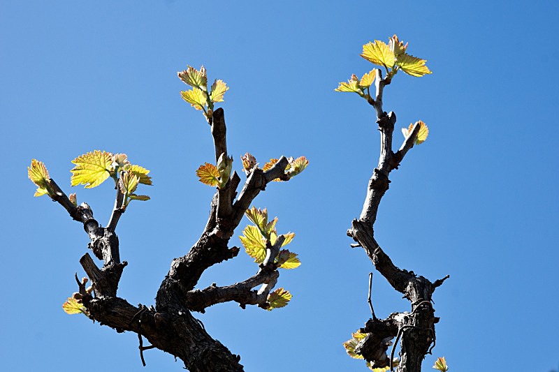 Early Vine Leaves - Flora & Fauna