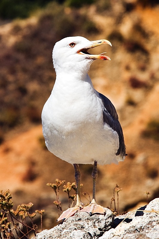 Seagull Warning - Miscellany