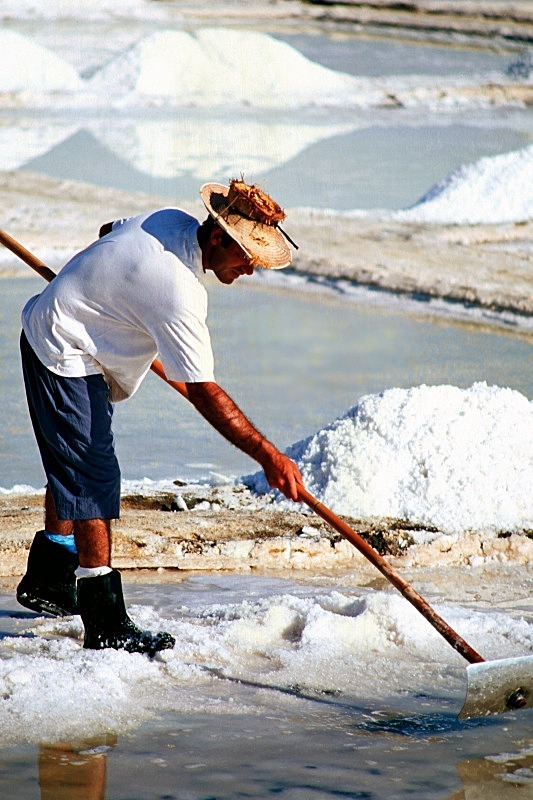 Salt Pan Labourer - Flora & Fauna