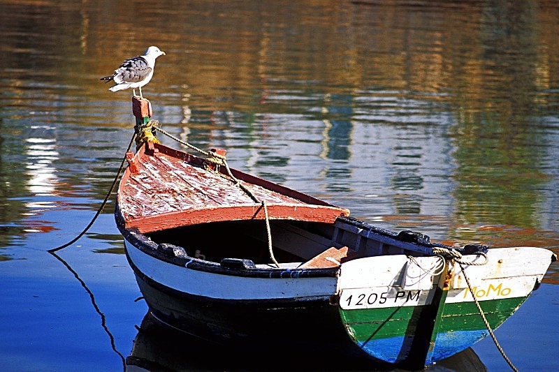 Seagull on Red Bow - Boats