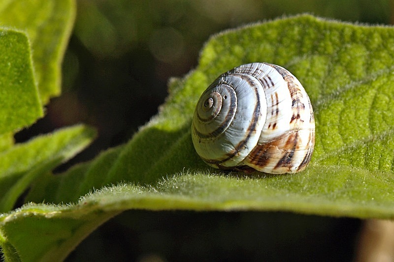 Snail on Leaf - Flora & Fauna