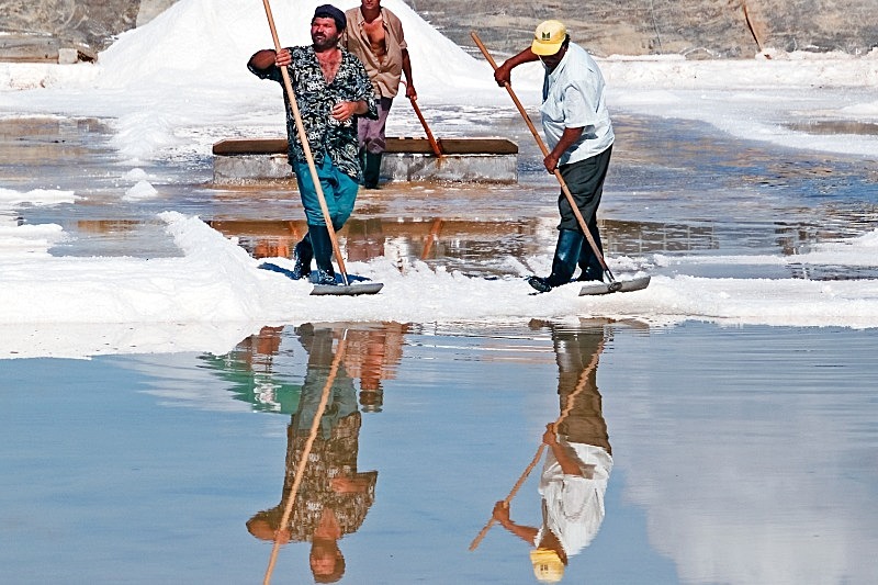 Faro Salt Pan - Flora & Fauna
