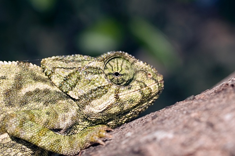 Cautious Chameleon - Miscellany