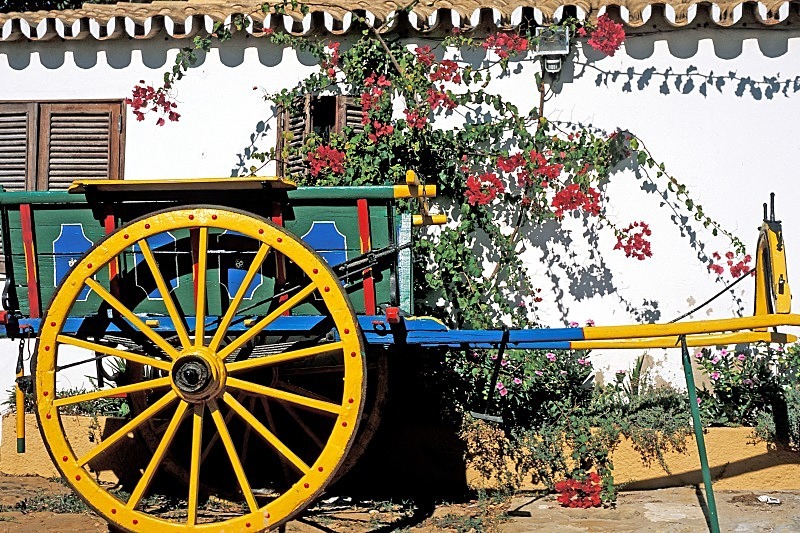 Mule Cart - Flora & Fauna