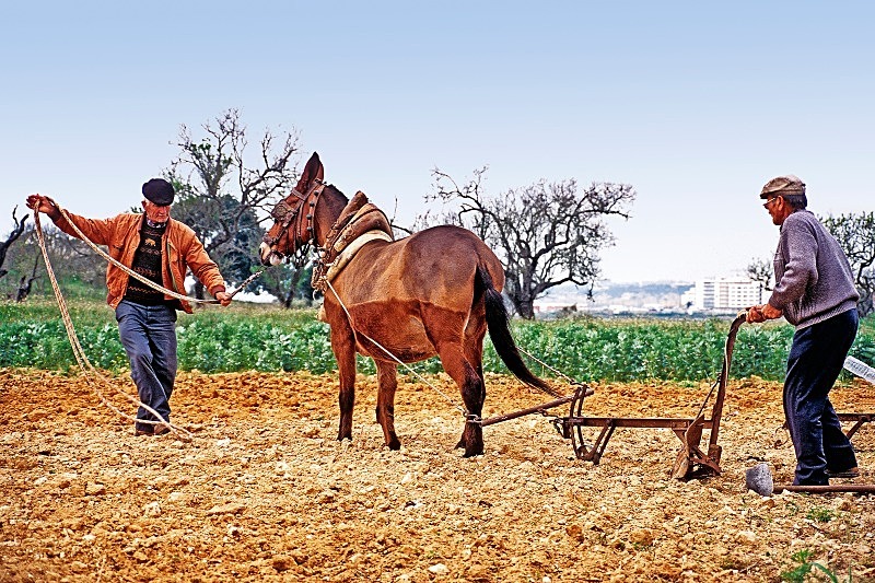 Ploughmen - Pêra - Flora & Fauna