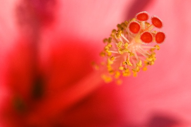 Red Hibiscus - Flora & Fauna