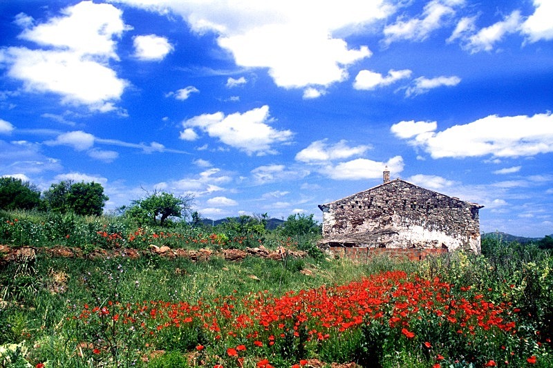 House in Poppy Field - Flora & Fauna