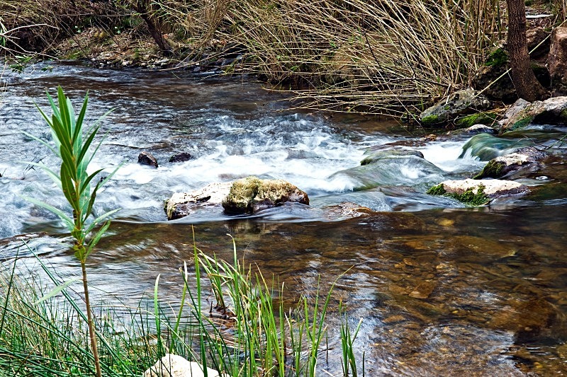 Clear Waters - Flora & Fauna