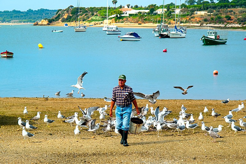 Hungry Gulls - Alvor - Boats