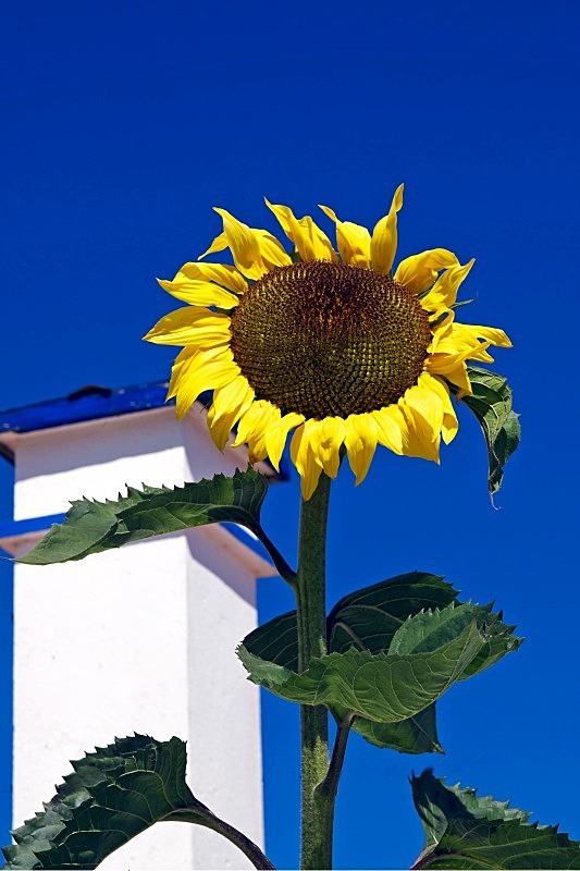 Solitary Sunflower - Flora & Fauna