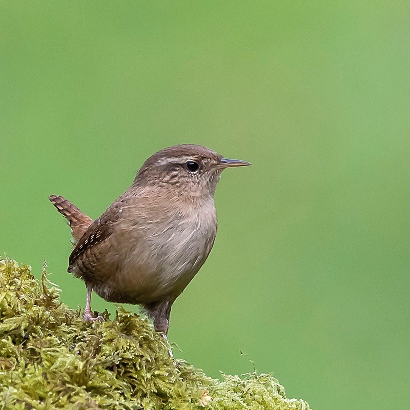 - Birds