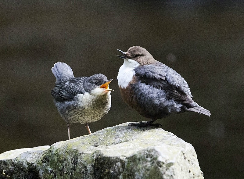  - Birds