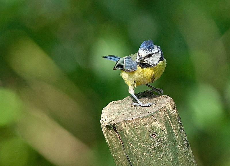  - Birds