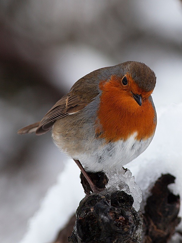  - Birds