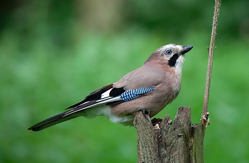  - Birds