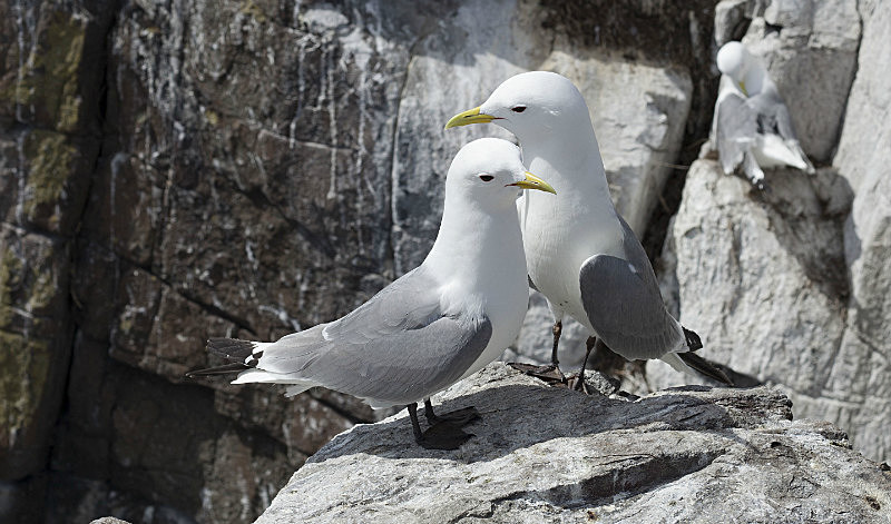  - Birds