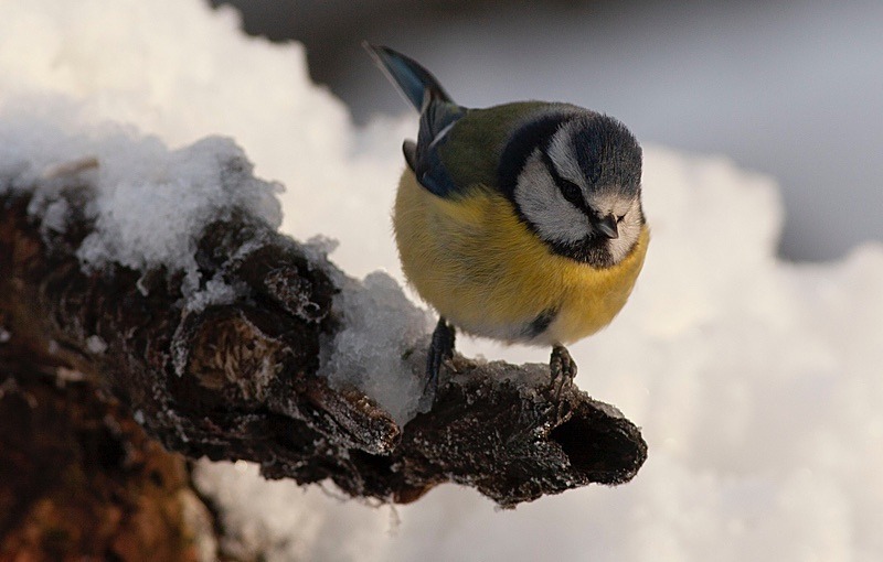 - Birds