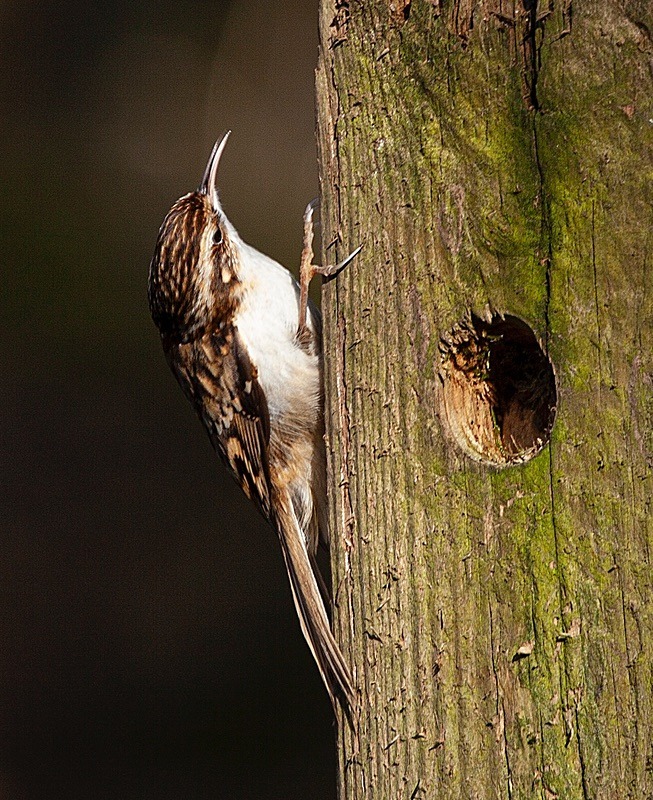  - Birds