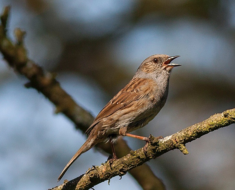  - Birds