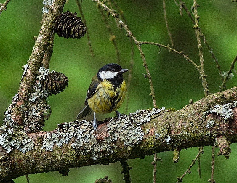  - Birds