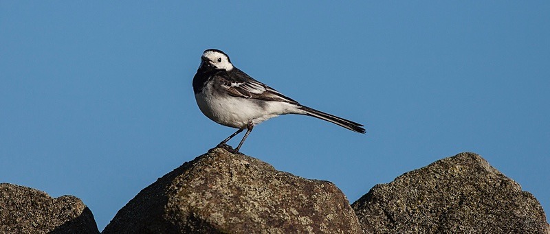  - Birds