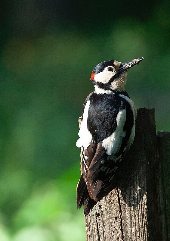  - Birds