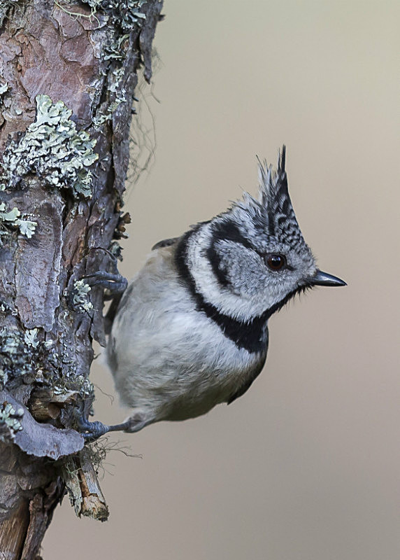  - Birds