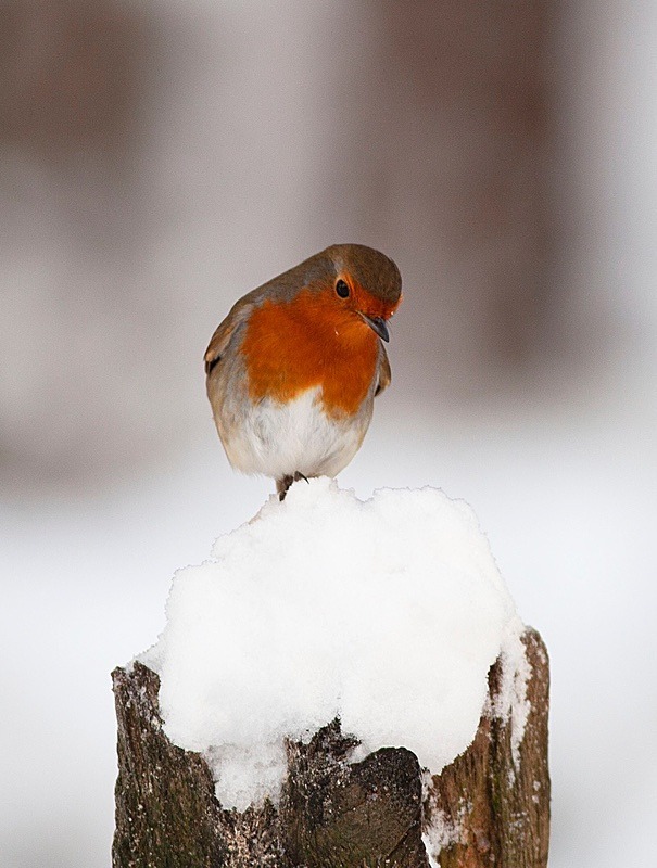  - Birds