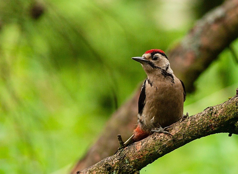  - Birds